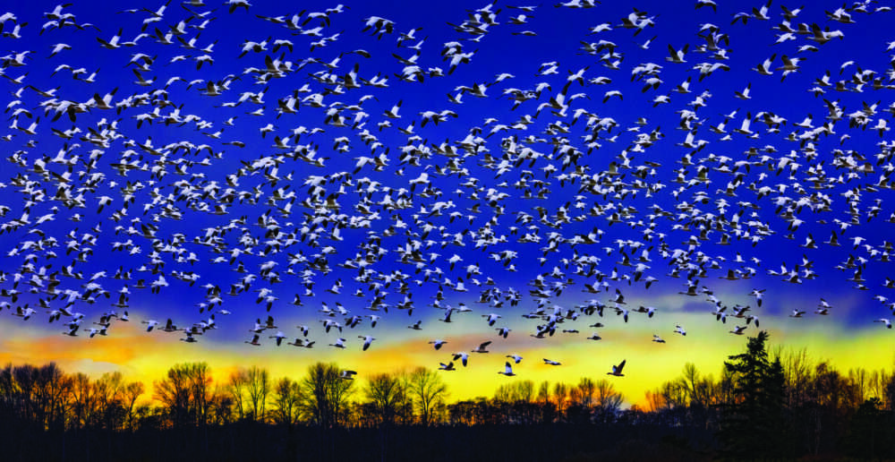 ‘Animal Kingdom’ on display at Newhall Community Center