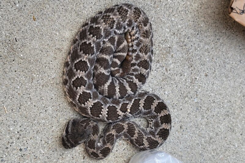 The Southern Pacific rattlesnake that bit Adeline. Photo courtesy of Manny Barajas.