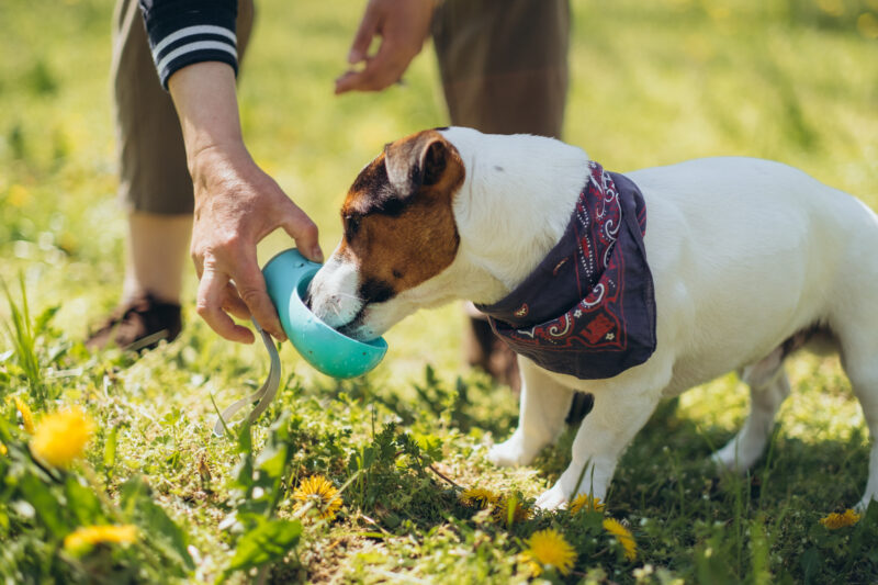 Whether you’re going for a walk or a hike, it is important to bring water for you and your pet in this heat. ©ADOBESTOCK