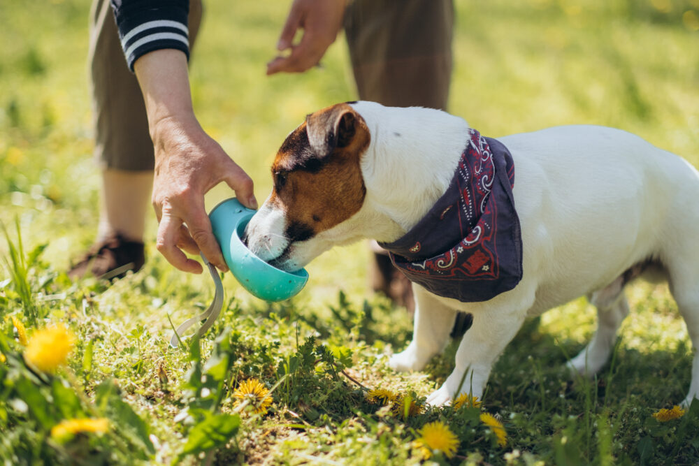 Keeping Your Pet Safe and Cool this SCV Summer