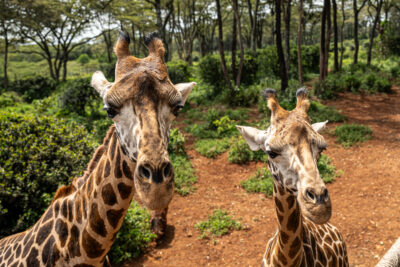 The San Diego Zoo Safari Park Roar & Snore Safari is an immersive overnight camping experience that places guests right at the edge of the park’s largest savanna habitat. ©iSTOCK