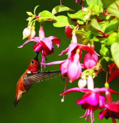 This Anna’s Hummingbird enjoys nectar from a Fuchsia plant. Photo Veronika Andrews, Pixabay