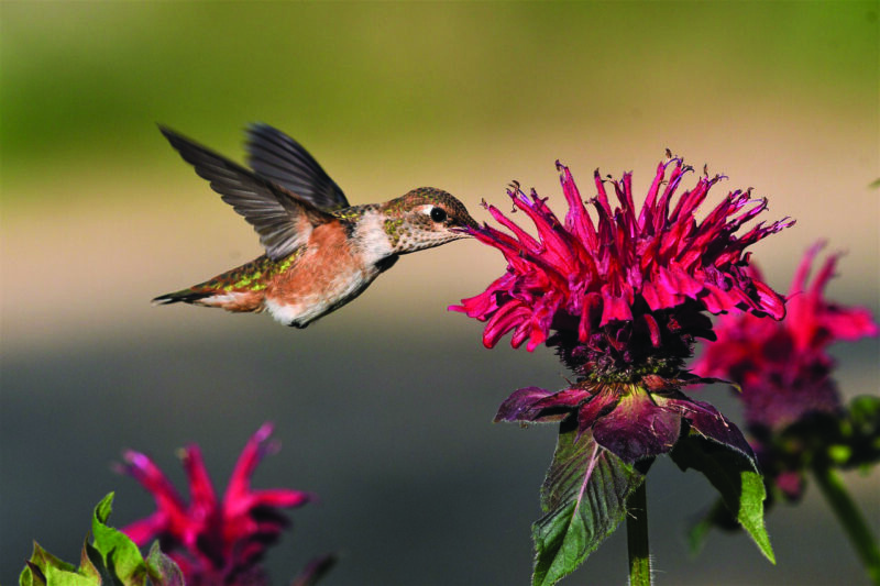 The Rufous Hummingbird travels north through California between January and mid-May. Photo Veronika Andrews, Pixabay.