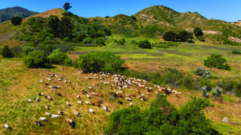 In May, the city used hundreds of goats to remove 60 acres of wildfire fuels in Rivendale Open Space. PHOTO COURTESY THE CITY OF SANTA CLARITA