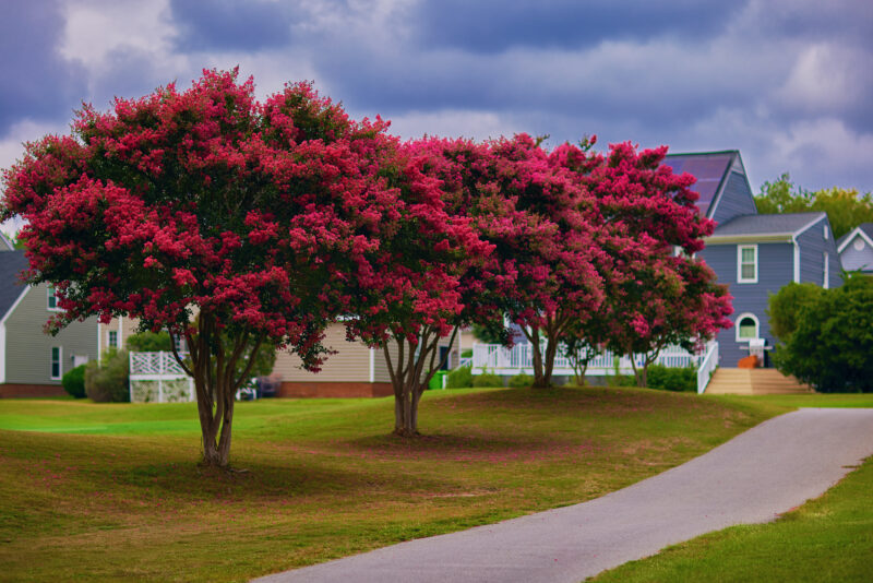 The Crape Myrtle is a versatile deciduous small tree with colorful summer blooms, attractive peeling bark and low invasive root impact. ©ADOBESTOCK