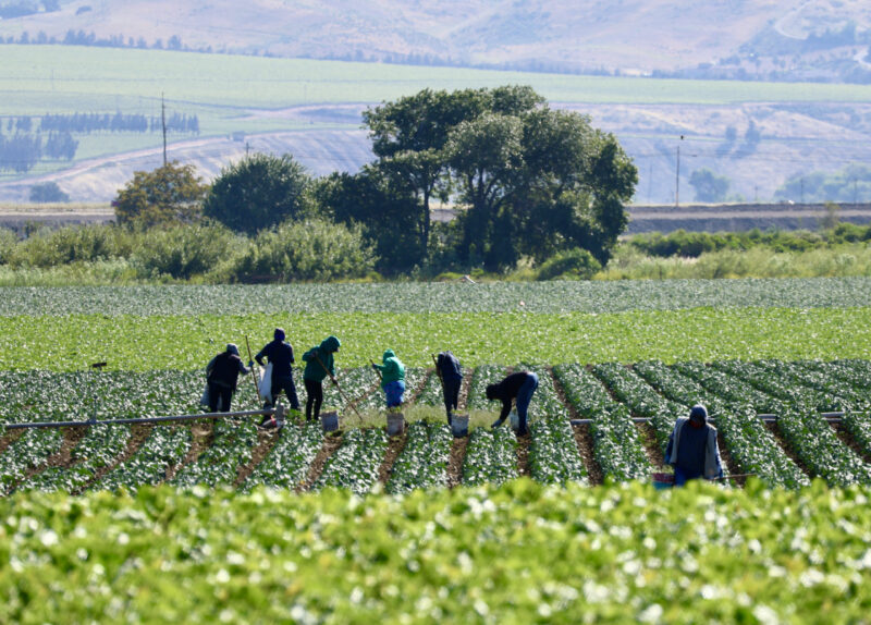Farm workers tending crops. ©iStock.