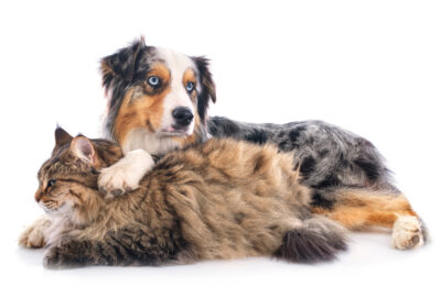 DNA testing can help you understand your pet’s traits better. Why does he dig or hide toys. It can also tell you more about possible health issues. ©Adobestock