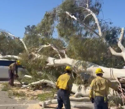 L.A. County Fire Department personnel work to remove a tree that fell onto the intersection of McBean and Magic Mountain parkways on Friday afternoon. Habeba Mostafa/The Signal
