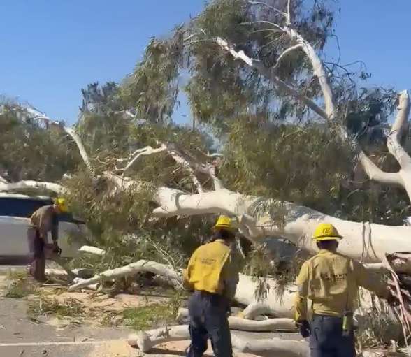 L.A. County Fire Department personnel work to remove a tree that fell onto the intersection of McBean and Magic Mountain parkways on Friday afternoon. Habeba Mostafa/The Signal