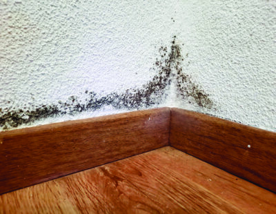 When mold spores find moisture and a food source, they can multiply rapidly, quietly compromising both a living space and residents’ well-being. Metro Creative Serivces photo.