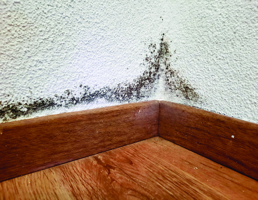 When mold spores find moisture and a food source, they can multiply rapidly, quietly compromising both a living space and residents’ well-being. Metro Creative Serivces photo.
