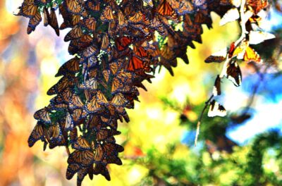 The Monarch Grove in Pismo Beach is an overwintering spot for thousands of Monarch butterflies that gather November-February. Photo Courtesy Pismo Beach State Park