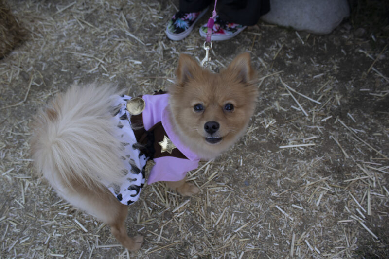 Rebecca Medrano's dog all dressed up at the Trick or Treat Village at Val Verde Park in Castaic, Calif., Wednesday, Oct, 28, 2026. Audrey De Laura/The Signal